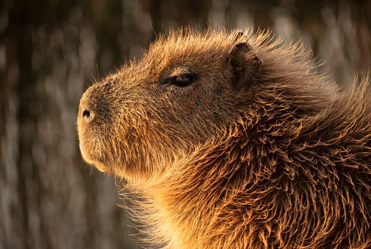 Why the capybara should be a top choice for spirit animal.