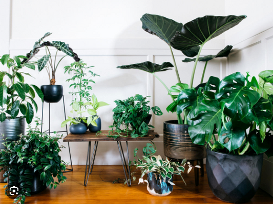 Its science- indoor plants make you happy